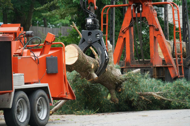 Emergency Storm Tree Removal in Greencastle, PA